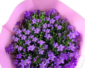 紫色风铃花的象征意义及特点（紫色风铃花的神秘和优雅之美）