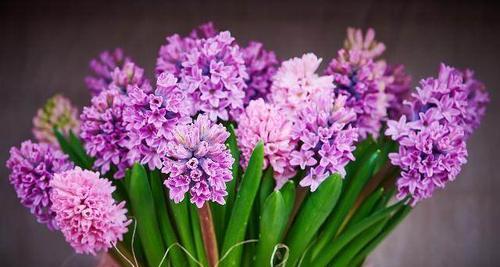 淡紫色风信子花语（探寻淡紫色风信子所代表的爱情寓意）