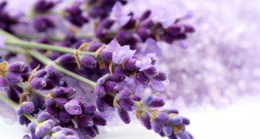等待爱情的奇迹——紫色薰衣草的花语（渴望爱情）