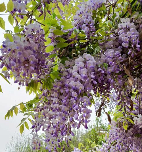 紫藤花（探寻紫藤花的深意与传说）