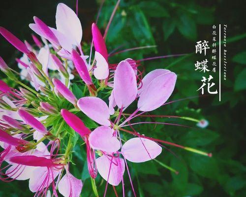 醉蝶花的花语及其深刻寓意（探寻醉蝶花的世界）