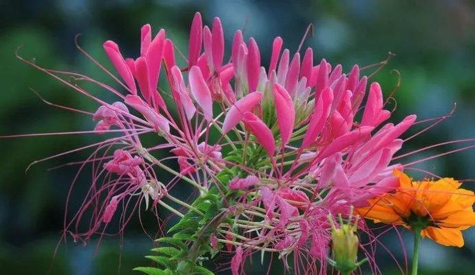 醉蝶花（揭开醉蝶花的花语和药用秘密）