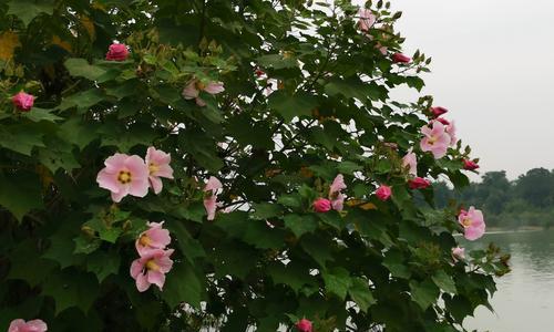 白芙蓉花的象征意义（白芙蓉花的优雅与坚强）