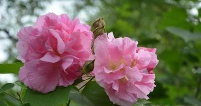 芙蓉花的花语及代表意义（探索芙蓉花的文化背景和象征意义）