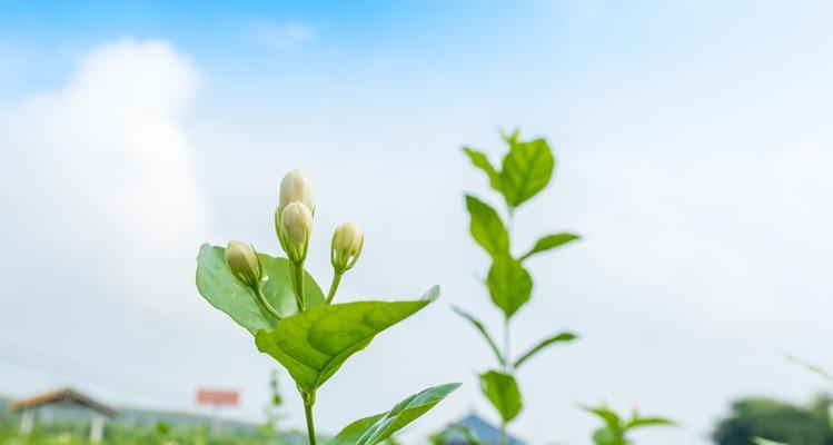 茉莉花（揭秘茉莉花的外貌与象征意义）