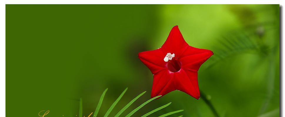 以茑萝之花语与寓意，传递心意之美（花开心语）