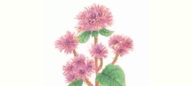 藿香蓟（繁花傲霜）