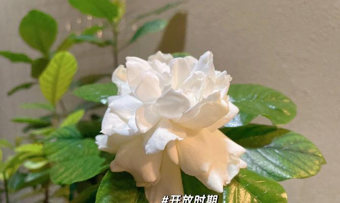 如何正确养护栀子花（栀子花花语与养护秘籍）