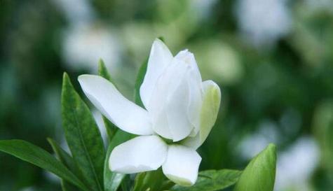 栀子花（绽放在岁月中的浪漫）