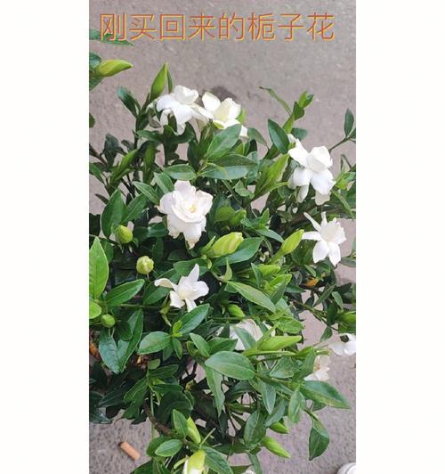 栀子花语与情感的交织（探寻栀子花语的深意与象征意义）