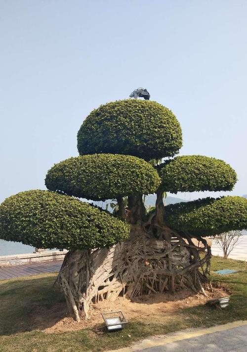 榕树花的象征意义（探寻榕树花的神秘之处）