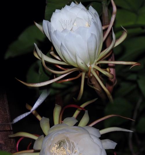 昙花与生肖之间的象征意义（揭示昙花与12生肖的奇妙关系）