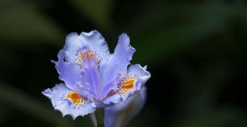 鸢尾花的花语与意义（探究鸢尾花的神秘花语）