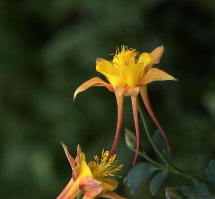 耧斗菜之神奇花语与寓意（探寻耧斗菜的传说故事）