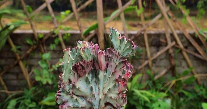 麒麟掌花语与寓意（探寻麒麟掌的神秘与美丽）