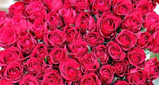 11朵玫瑰的花语揭秘（传递爱与祝福的11朵玫瑰）