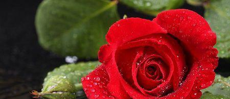 玫瑰花的花语解读——16朵玫瑰花代表什么（解读16朵玫瑰花的传达的含义）
