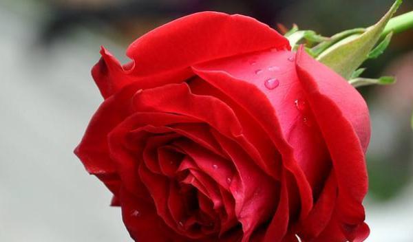 30朵玫瑰花语的浪漫寓意（探索30朵玫瑰花语所代表的情感和意义）