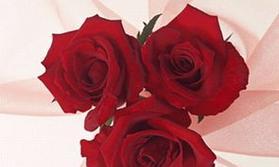 62朵玫瑰的花语（浪漫的束缚）