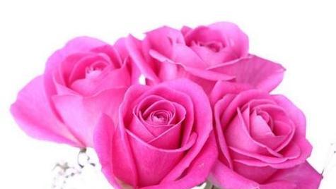 玫瑰花语之深情厚意——以67朵玫瑰花的花语代表什么意思（浪漫爱情的象征）