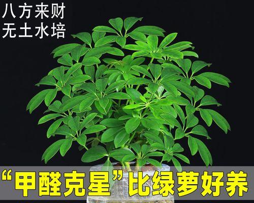 以八方来财树开花预示着什么意思（财运亨通）
