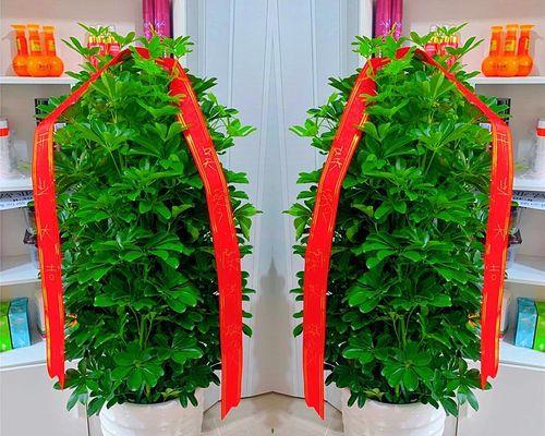 以八方来财树开花预示着什么意思（财运亨通）