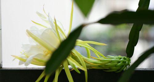 霸王花开花时间与寓意（探秘霸王花的开花奇观与神秘寓意）