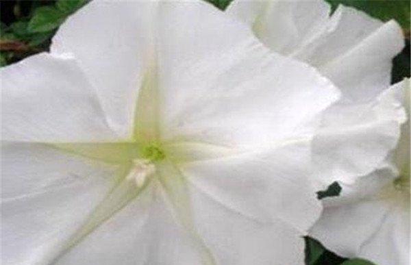 白芨花的花语与寓意（探索白芨花开花的奥秘及其象征意义）