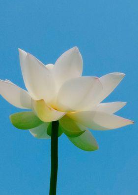 白莲花的象征意义及文化内涵(解读白莲花的美丽与纯洁) 白莲花的象征意义及文化内涵(解读白莲花的美丽与纯洁)