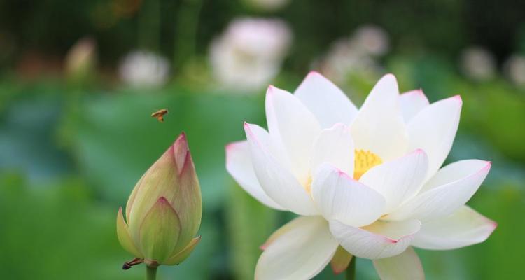 白莲花的象征意义及文化内涵(解读白莲花的美丽与纯洁) 白莲花的象征意义及文化内涵(解读白莲花的美丽与纯洁)