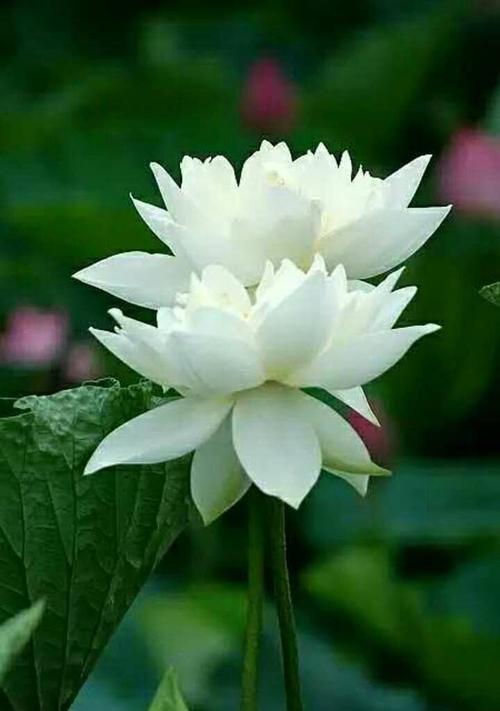 白莲花的象征意义及文化内涵(解读白莲花的美丽与纯洁) 白莲花的象征意义及文化内涵(解读白莲花的美丽与纯洁)