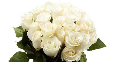 白玫瑰花的意义及象征（传递纯洁与无私的情感）