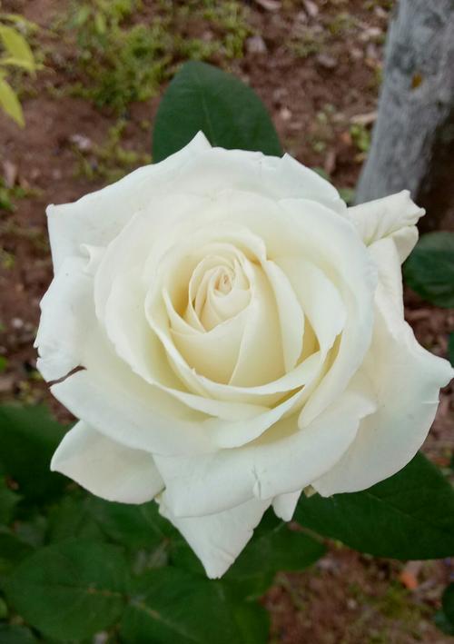 白玫瑰的爱情诗意（探寻白玫瑰花背后的深意）