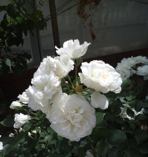 白蔷薇花语（爱情）