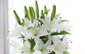 白色百合花的花语和寓意（探索白色百合花的象征和内涵）