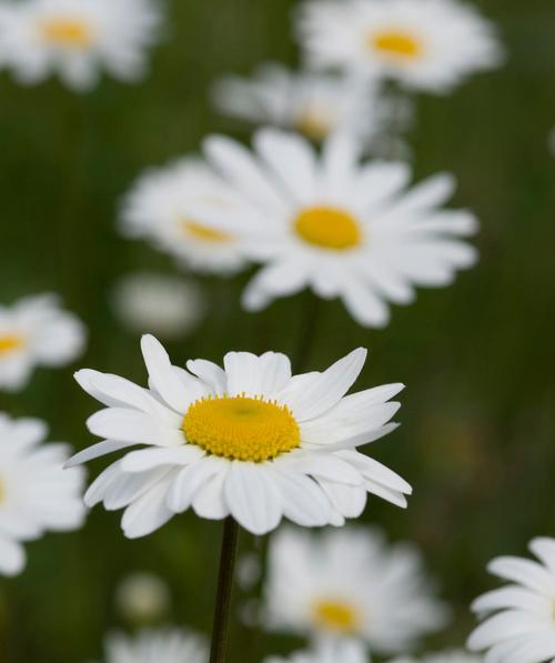 白色花的象征意义与美学魅力（探究白色花朵的文化内涵和心灵意义）