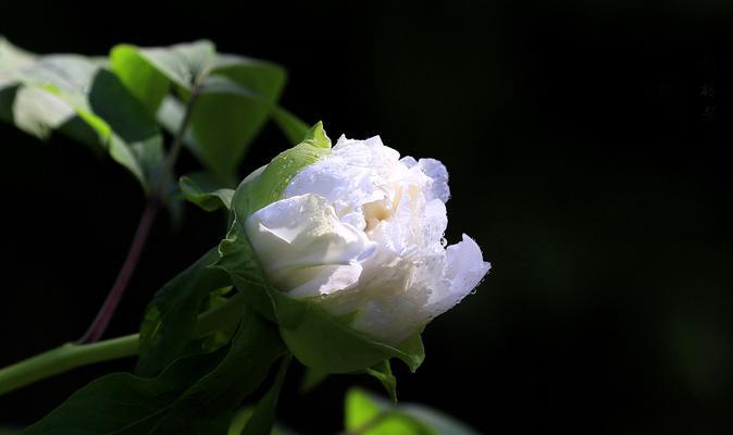 白色花的象征意义与美学魅力（探究白色花朵的文化内涵和心灵意义）