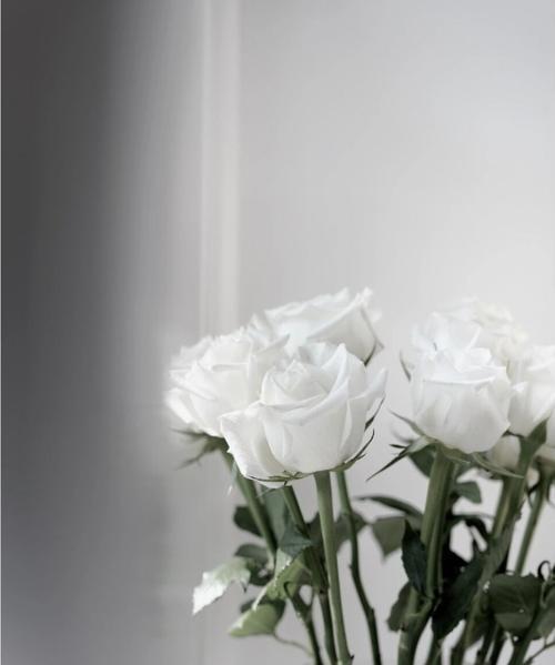 白色玫瑰的花语解读（纯洁）