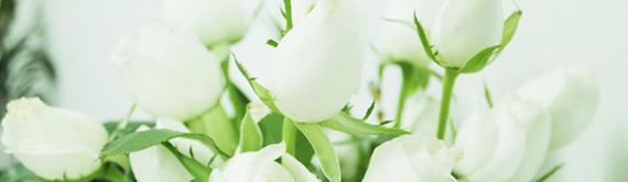 白色玫瑰的花语与意义（纯洁与无暇的象征——白色玫瑰的花语）