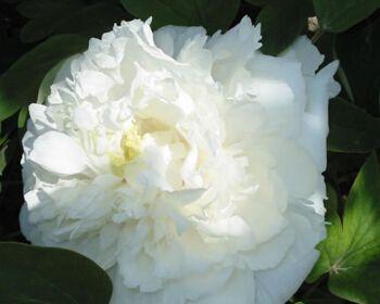 白色牡丹花的寓意与象征（探寻白色牡丹花的含义与象征）