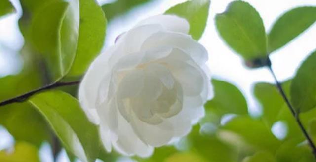 白色山茶花的花语（美丽的白色山茶花传递着什么样的含义）