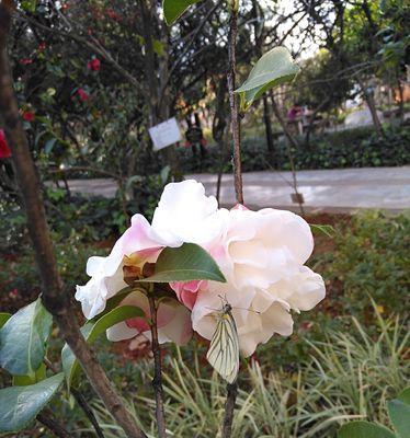 白色山茶花的花语与代表意义（白色山茶花的美丽与纯洁）