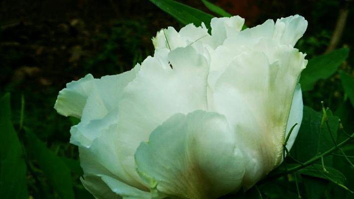 白芍花的象征意义与疗效（探寻白芍花的文化内涵与药用价值）