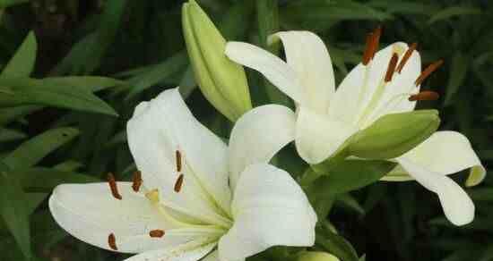 百合花的寓意和象征风水（百合花）