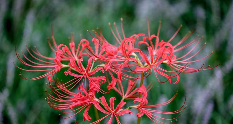 彼岸花的花语与寓意——生命的坚韧与希望（一朵花的奇迹）