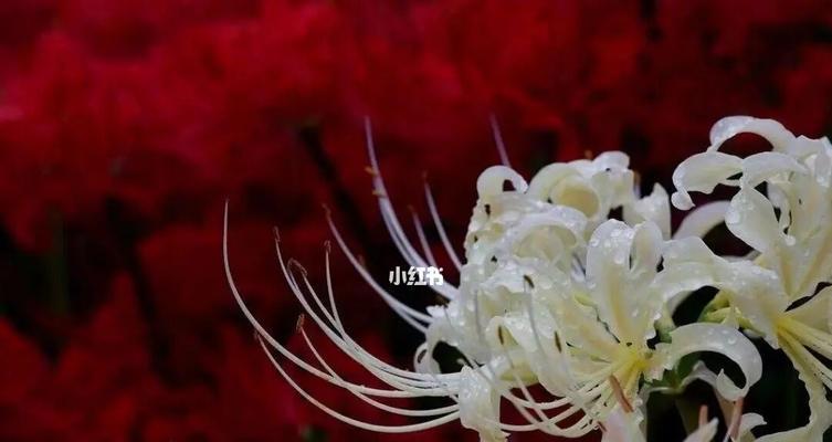 彼岸花的花语与寓意——生命的坚韧与希望（一朵花的奇迹）