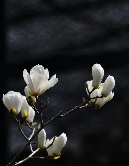 以表示哀思的花花语（传递悲伤情绪的鲜花）