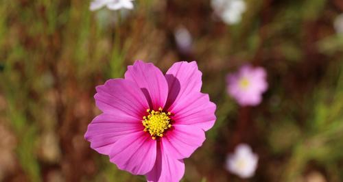 奋斗的花语（鲜花中传递的奋斗哲学）