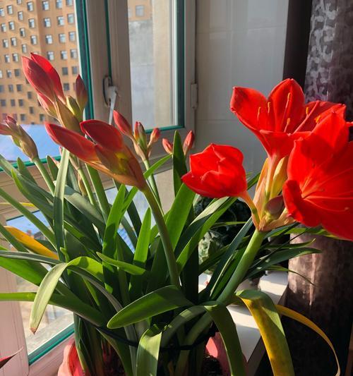 用花语表达感恩之情（代表感恩的花语有哪些）