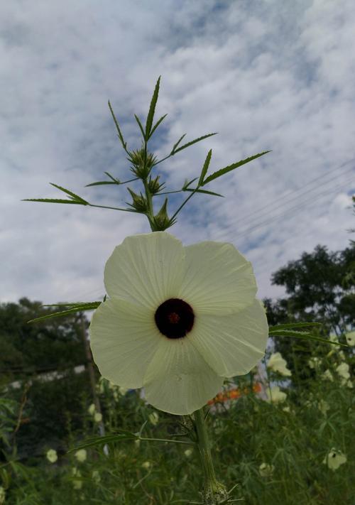 花开敬佩，盛放自信与勇气（展现敬佩之花）